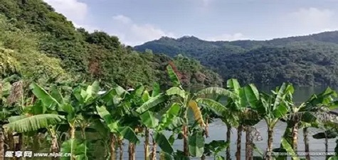 香蕉视频官方网 - 自然风光短视频