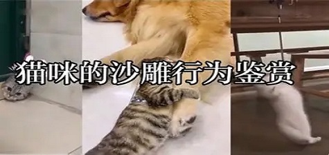 香蕉视频官方网 - 萌宠日常分享